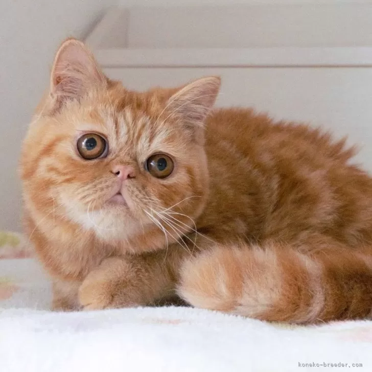 ID：2412-02031の子猫