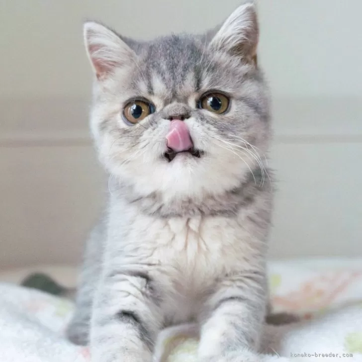 ID:2501-02205の子猫