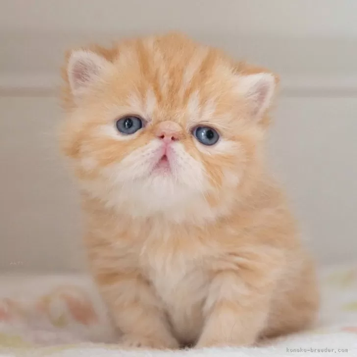 ID：2505-03133の子猫