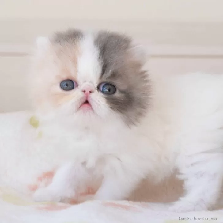 ID:2501-02207の子猫
