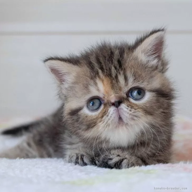 ID:2505-03135の子猫