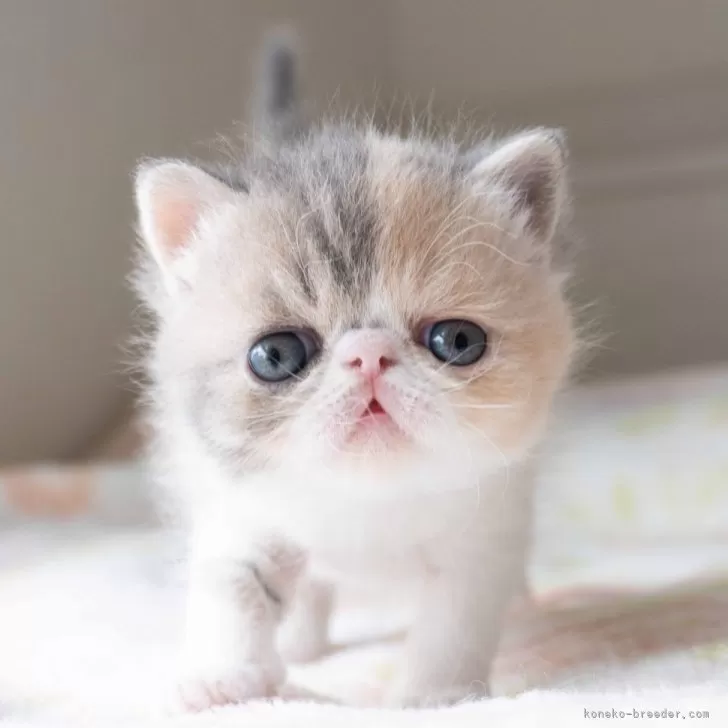 ID:2501-02206の子猫