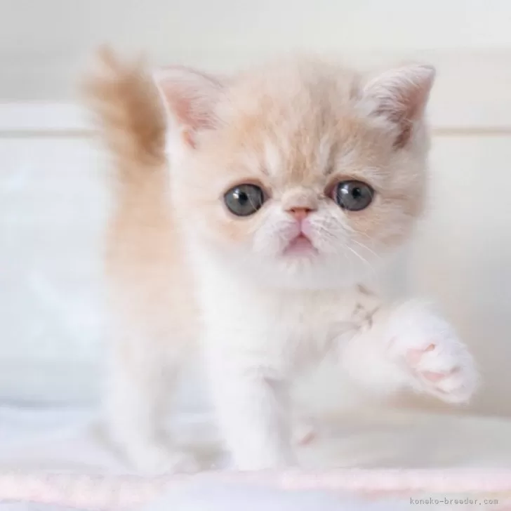 ID:2502-00130の子猫
