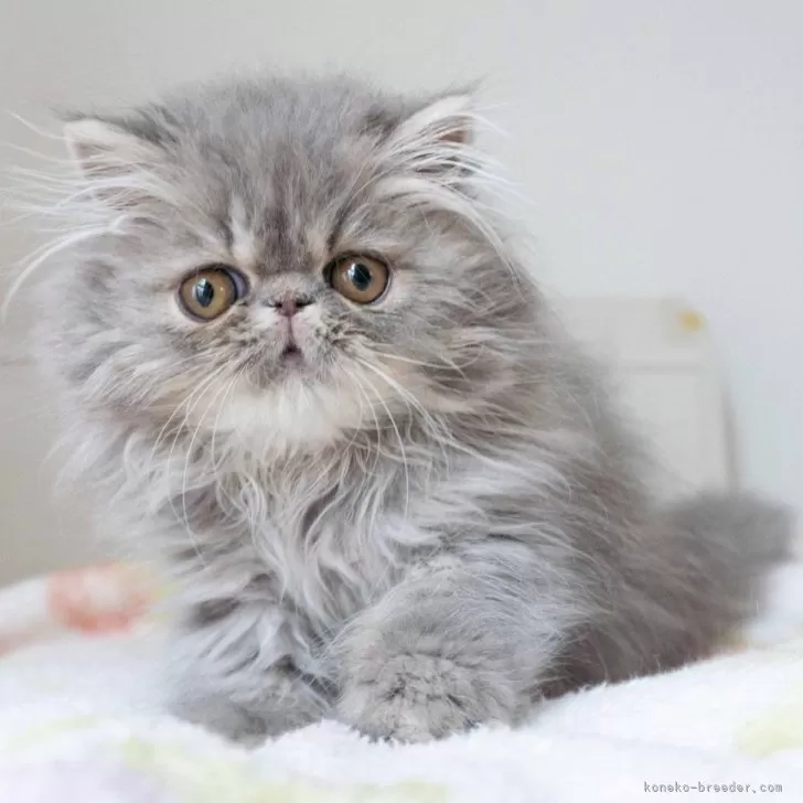 ID:2501-02211の子猫
