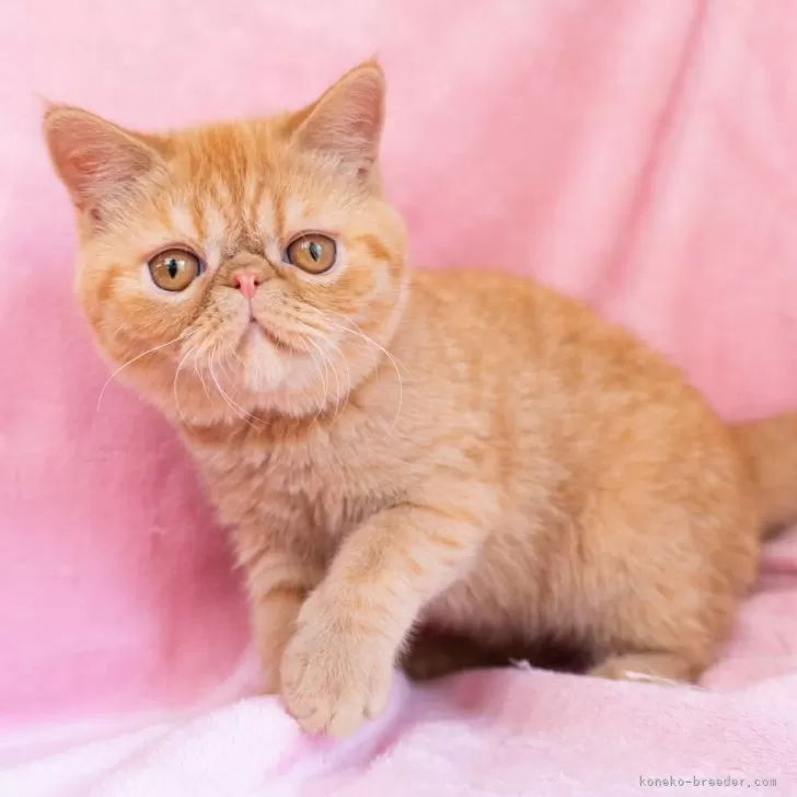 ID：2507-02934の子猫