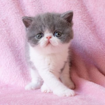 エキゾチックショートヘア【神奈川県・男の子・2025年10月25日・ブルータビーホワイト】の写真「とても可愛い自慢の子たちのオーナー様募集開始です♪」