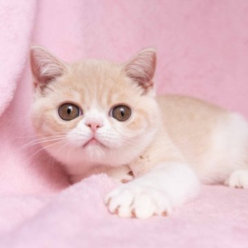 エキゾチックショートヘア【神奈川県・男の子・2025年6月8日・クリームタビーホワイト】の写真「元気いっぱいな甘えん坊さんです♪」