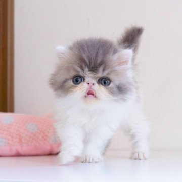 エキゾチックショートヘア【東京都・男の子・2025年5月7日・ブルータビーホワイト(ロング)】の写真「大きなお目目のかわいい子です♪」