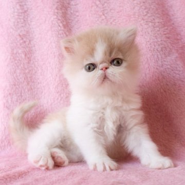 エキゾチックショートヘア【神奈川県・男の子・2025年10月25日・クリームタビーホワイト(ロング)】の写真「とても可愛い自慢の子たちのオーナー様募集開始です♪」