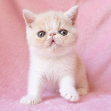 エキゾチックショートヘア【東京都・男の子・2025年6月8日・クリームタビーホワイト】の写真「エキゾらしいお顔立ちのかわいい子です」