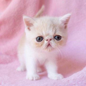 エキゾチックショートヘア【東京都・男の子・2025年6月8日・クリームタビーホワイト】の写真「エキゾらしいお顔立ちのかわいい子です」