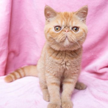 エキゾチックショートヘア【神奈川県・女の子・2025年6月18日・レッドタビー】の写真「ぷくぷくな丸顔で、おっとりとした優しい子です♪」