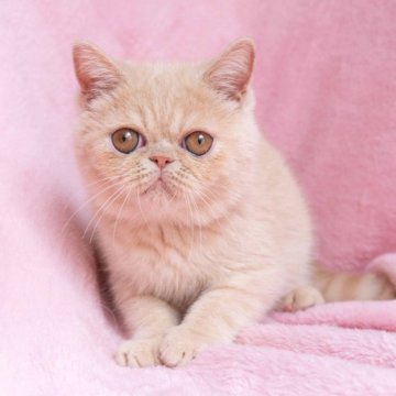 エキゾチックショートヘア【神奈川県・男の子・2025年6月18日・クリームタビー】の写真「くりくりなお目目で、なでなで大好きな甘えん坊♪」