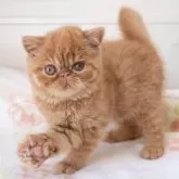 エキゾチックショートヘア【神奈川県・男の子・2024年10月5日・レッドタビー】の写真1