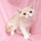 エキゾチックショートヘア