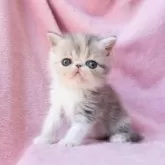 エキゾチックショートヘア