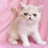 エキゾチックショートヘア