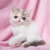 エキゾチックショートヘア