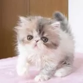 エキゾチックショートヘア
