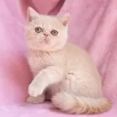 エキゾチックショートヘア