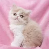 エキゾチックショートヘア