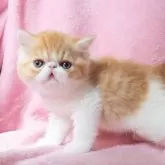 エキゾチックショートヘア