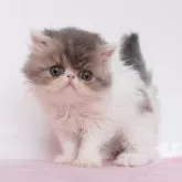 エキゾチックショートヘア