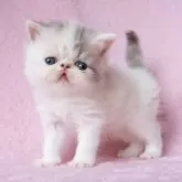 エキゾチックショートヘア