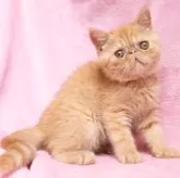 エキゾチックショートヘア