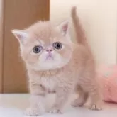 エキゾチックショートヘア