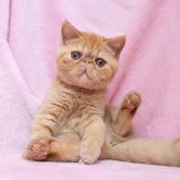 エキゾチックショートヘア