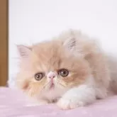 エキゾチックショートヘア
