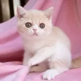エキゾチックショートヘア