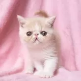エキゾチックショートヘア