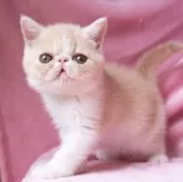 エキゾチックショートヘア