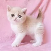 エキゾチックショートヘア