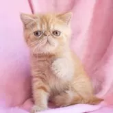 エキゾチックショートヘア