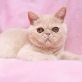 エキゾチックショートヘア