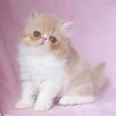 エキゾチックショートヘア