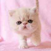 エキゾチックショートヘア