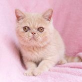 エキゾチックショートヘア