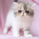 エキゾチックショートヘア