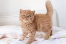 エキゾチックショートヘア【神奈川県・男の子・2024年10月5日・レッドタビー】の写真2