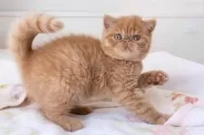 エキゾチックショートヘア【神奈川県・男の子・2024年10月5日・レッドタビー】の写真3