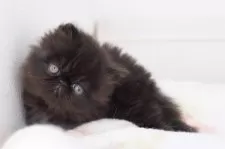 エキゾチックショートヘア【神奈川県・男の子・2024年12月29日・ブラック(ロング)】の写真7