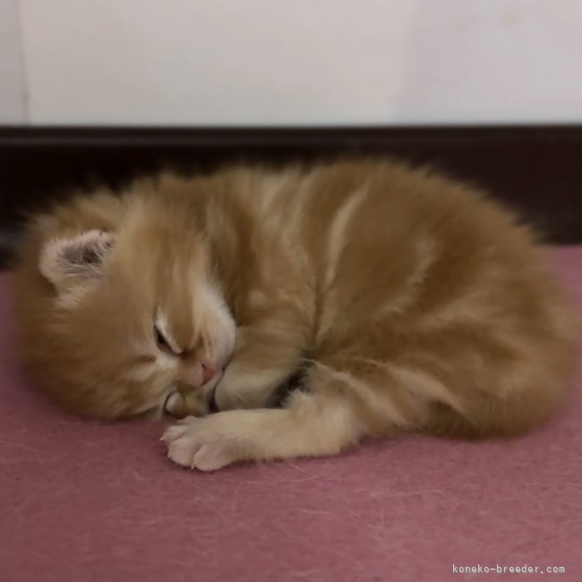 纐纈亮二ブリーダーのブログ：寝起きの子猫ちゃん😪