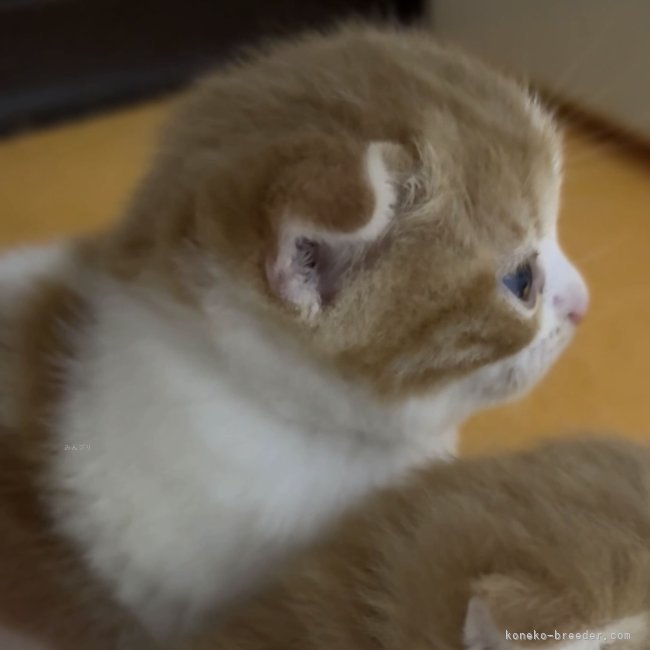 纐纈亮二ブリーダーのブログ：まんまるお顔の男の子😊