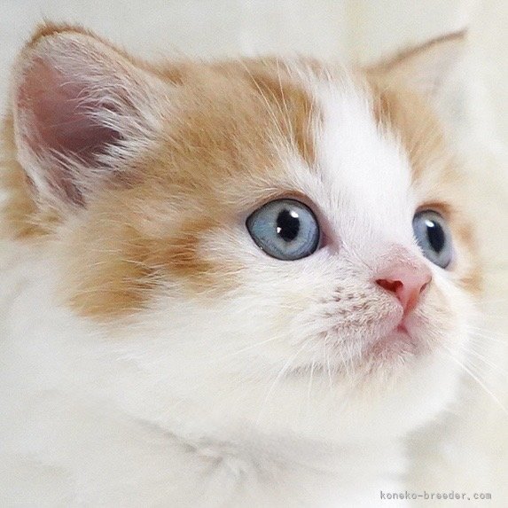 纐纈亮二ブリーダーのブログ：🎊子猫ちゃん掲載開始しました🎊