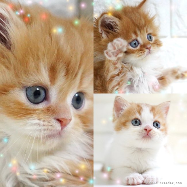 纐纈亮二ブリーダーのブログ：✨ふわふわ可愛い子猫たち✨