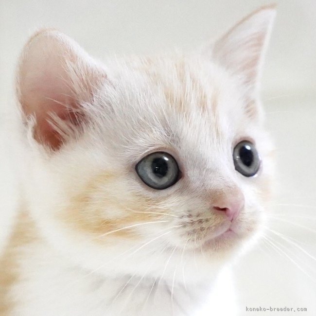 纐纈亮二ブリーダーのブログ：🎊子猫ちゃん掲載開始しました🎊③